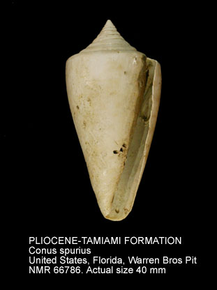 PLIOCENE-TAMIAMI FORMATION Conus spurius.jpg - PLIOCENE-TAMIAMI FORMATION Conus spurius Gmelin,1791